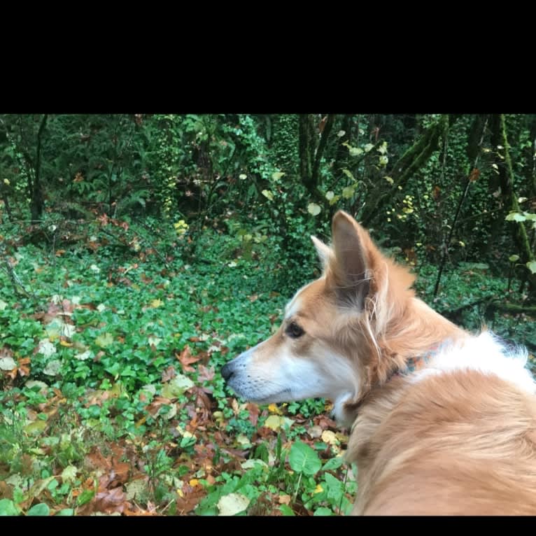 Aggie, a Southeast Asian Island Village Dog tested with EmbarkVet.com