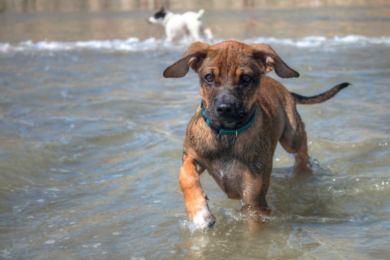 Rico, an American Village Dog tested with EmbarkVet.com