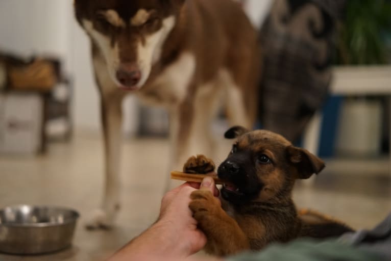 Han, a Rottweiler and German Shepherd Dog mix tested with EmbarkVet.com