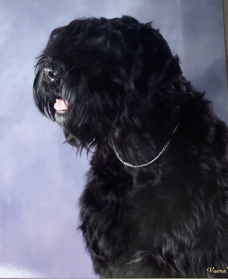 Raegen, a Black Russian Terrier tested with EmbarkVet.com