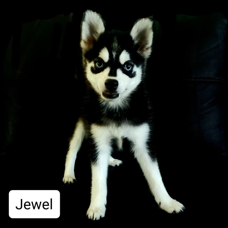 Jewel, a Pomsky tested with EmbarkVet.com