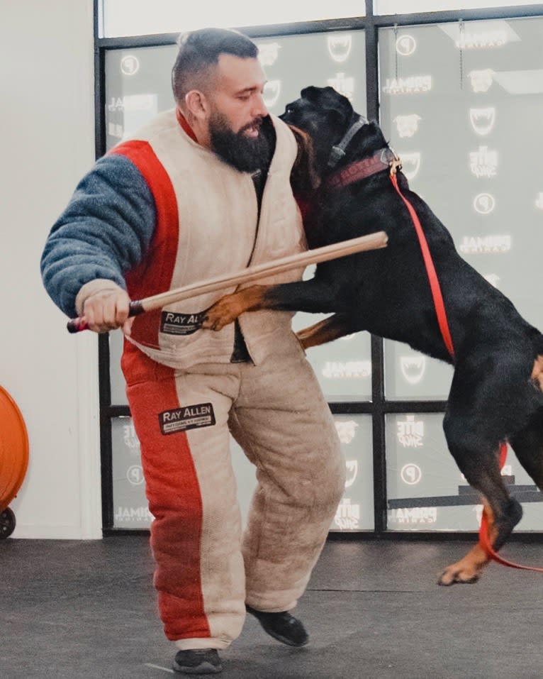 Wüstenhaus Samson, a Rottweiler tested with EmbarkVet.com