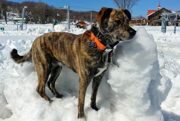 Roadie, a Labrador Retriever and Rottweiler mix tested with EmbarkVet.com