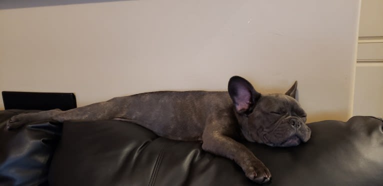 Diesel D, a French Bulldog tested with EmbarkVet.com