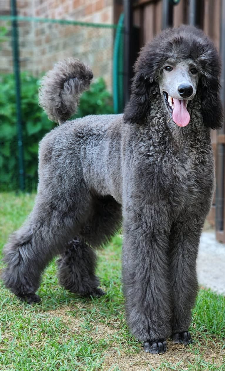 Arwen, a Poodle (Standard) tested with EmbarkVet.com