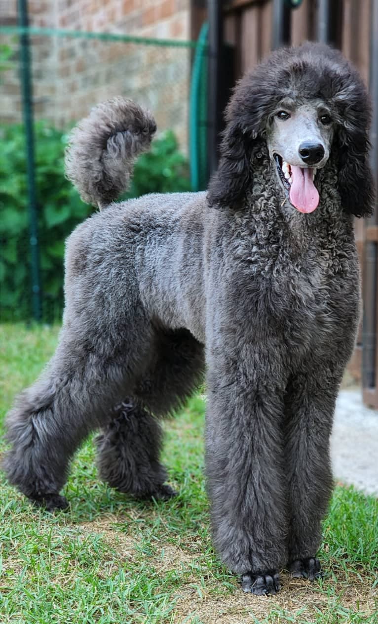 UCH Desert Reef's Rewrite the Stars CGCA CGCU TKI "Arwen", a Poodle (Standard) tested with EmbarkVet.com