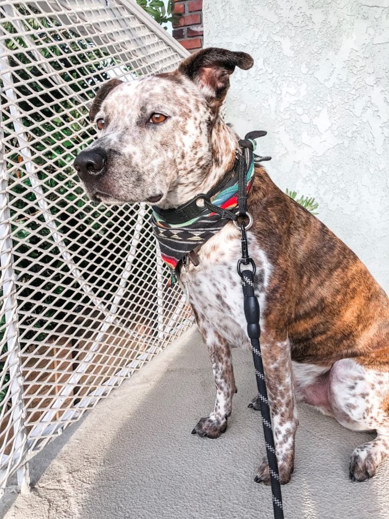 Dave, an American Pit Bull Terrier and Australian Cattle Dog mix tested with EmbarkVet.com