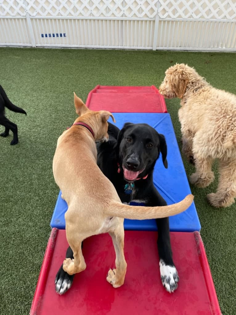 Belle, a Great Pyrenees and Labrador Retriever mix tested with EmbarkVet.com