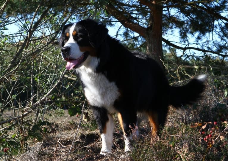 Lexi, a Bernese Mountain Dog tested with EmbarkVet.com