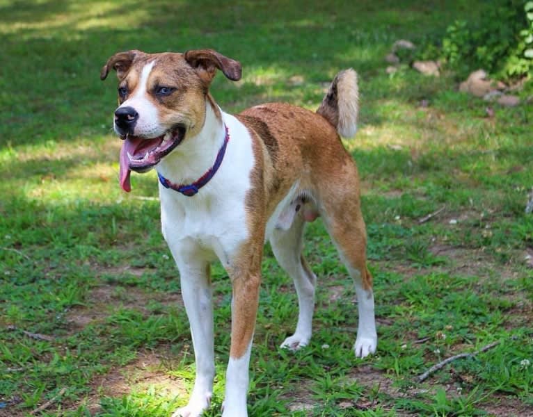 Thor, a Boston Terrier and Siberian Husky mix tested with EmbarkVet.com