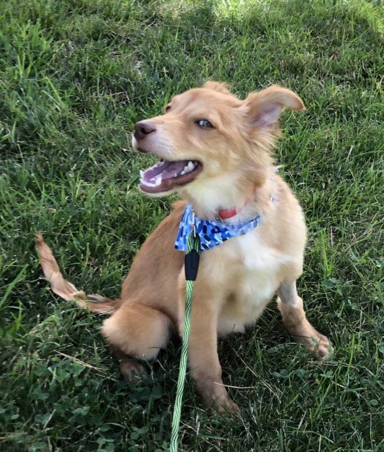 Sport, an American Pit Bull Terrier and Australian Cattle Dog mix tested with EmbarkVet.com