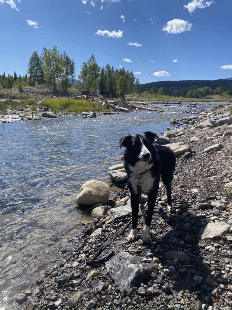 Deacon, a Border Collie tested with EmbarkVet.com