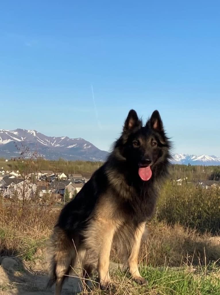 Shine, a Belgian Shepherd tested with EmbarkVet.com