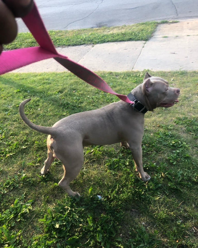 Giannis, an American Bully tested with EmbarkVet.com