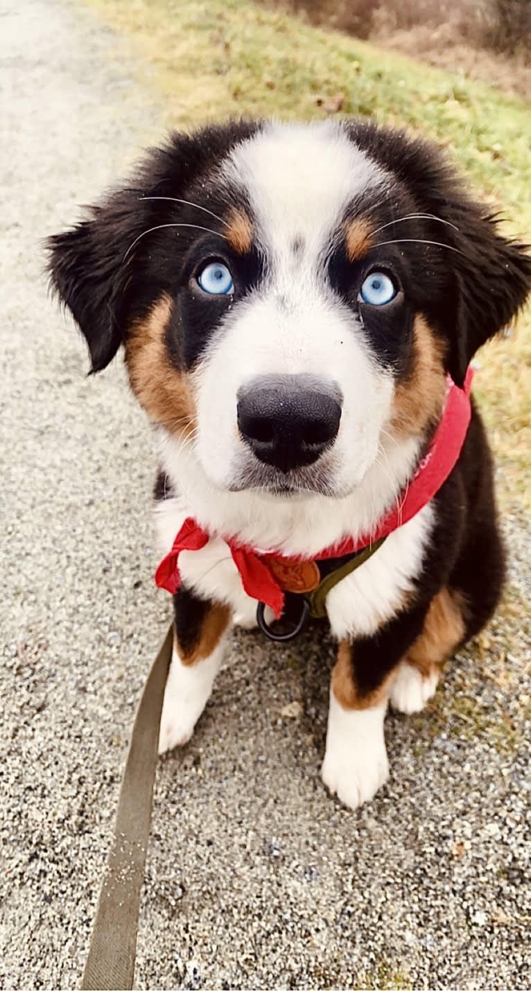 Oliver Webster, an Australian Shepherd tested with EmbarkVet.com