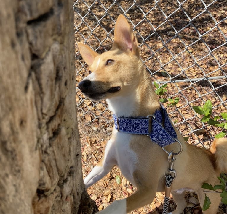 Ebo, a Basenji and Miniature Schnauzer mix tested with EmbarkVet.com