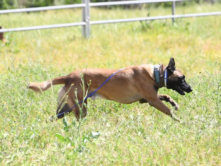 Harley, a Belgian Shepherd tested with EmbarkVet.com