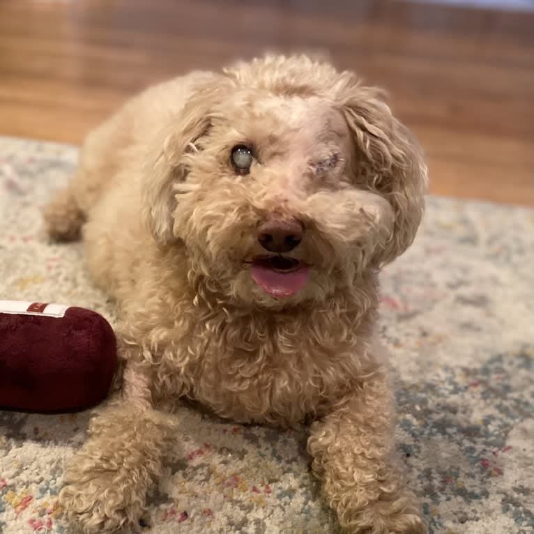 Cocomelon, a Poodle (Small) and Lhasa Apso mix tested with EmbarkVet.com