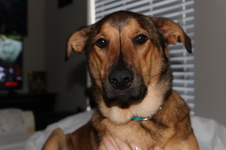 Harvey, an Australian Cattle Dog and Boxer mix tested with EmbarkVet.com