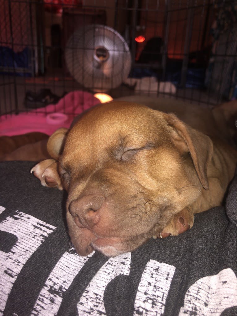 Jasper, an American Bully tested with EmbarkVet.com