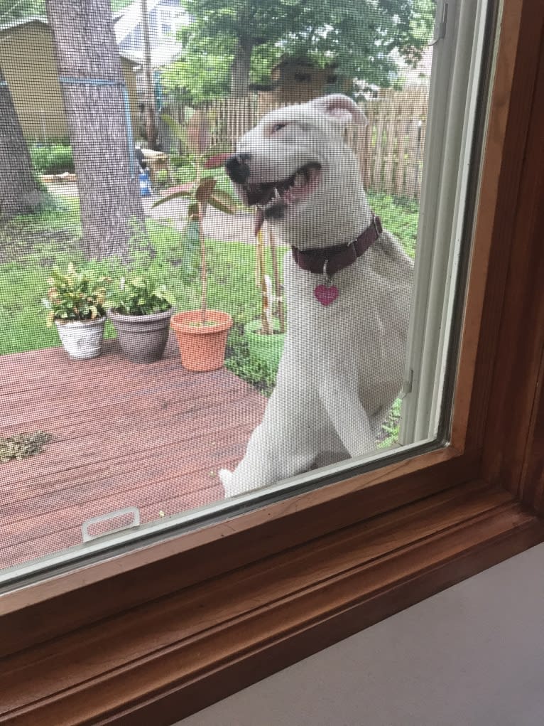 Winnie, an American Pit Bull Terrier and American Staffordshire Terrier mix tested with EmbarkVet.com