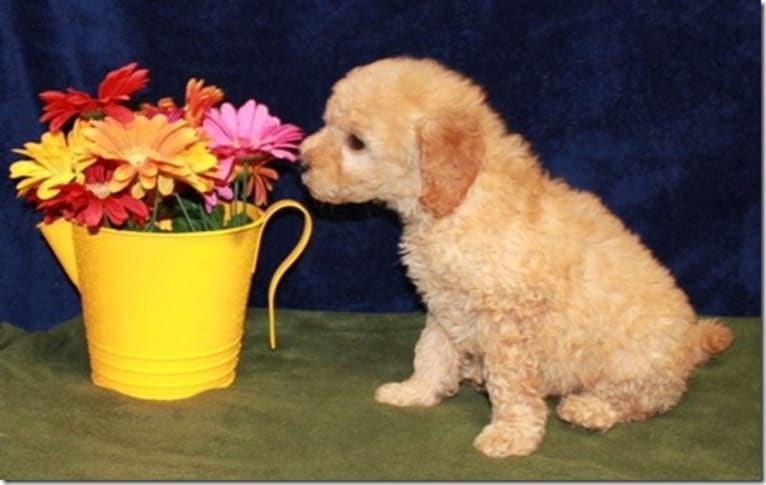 Ginger, a Goldendoodle tested with EmbarkVet.com