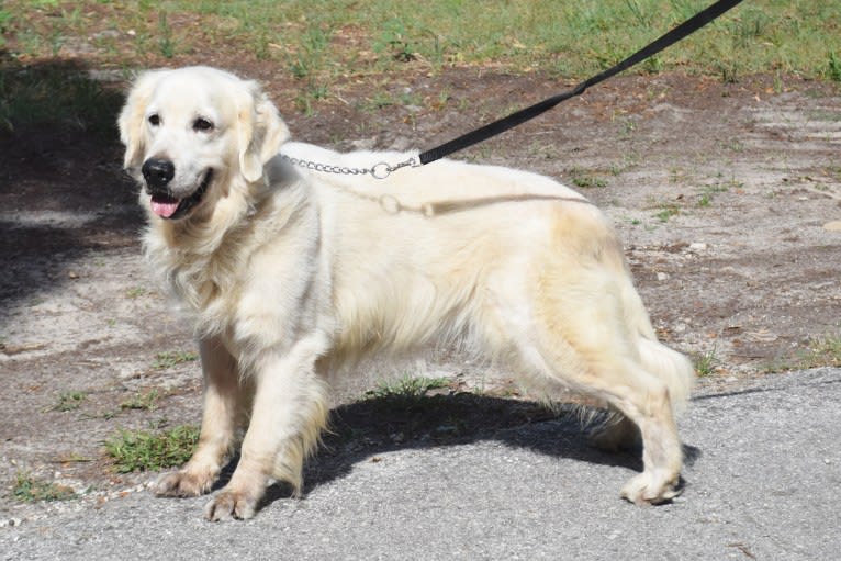 Max, a Golden Retriever tested with EmbarkVet.com