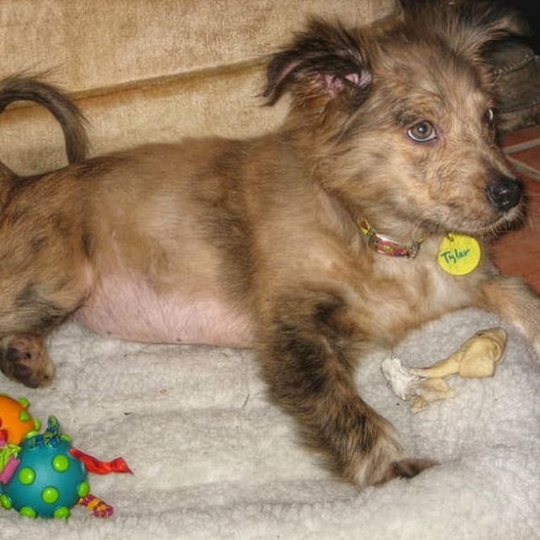 Tyler, a Chow Chow and American Pit Bull Terrier mix tested with EmbarkVet.com