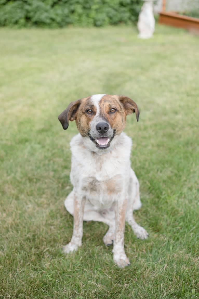 Ruger, an Australian Cattle Dog and Beagle mix tested with EmbarkVet.com