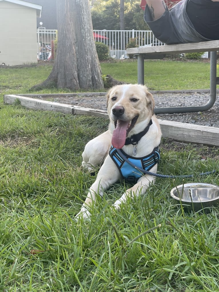 Buzz, a Labrador Retriever and Siberian Husky mix tested with EmbarkVet.com