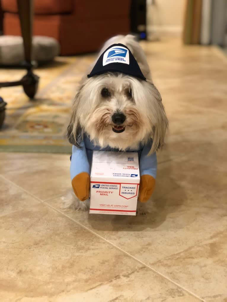Bentley, a Havanese and Maltese mix tested with EmbarkVet.com