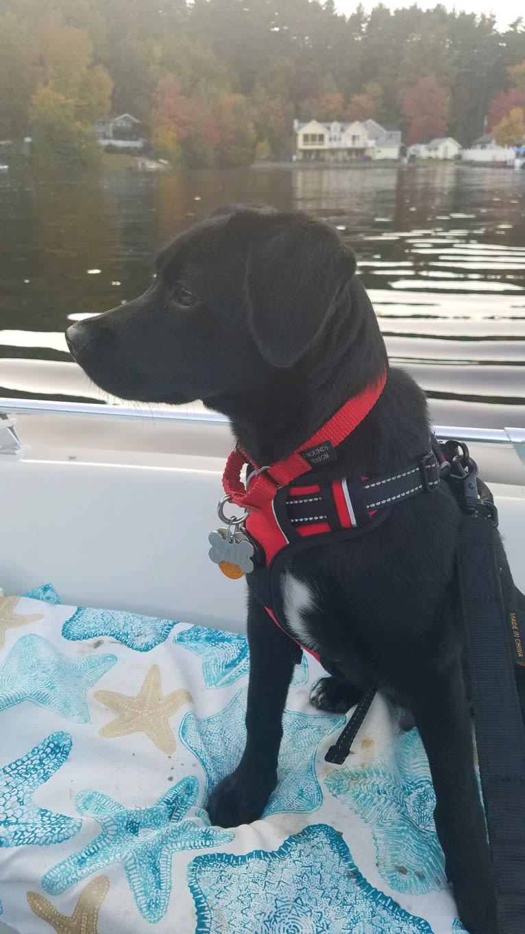 Rollo, a Labrador Retriever and Chesapeake Bay Retriever mix tested with EmbarkVet.com