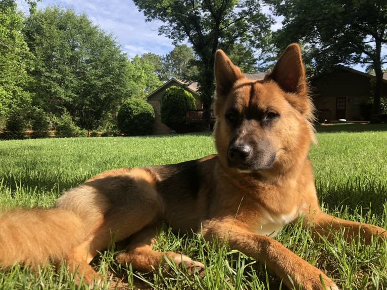 Mick, a Siberian Husky and German Shepherd Dog mix tested with EmbarkVet.com