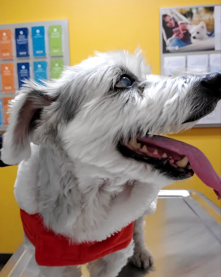 Georgie Michael, a Coton de Tulear tested with EmbarkVet.com