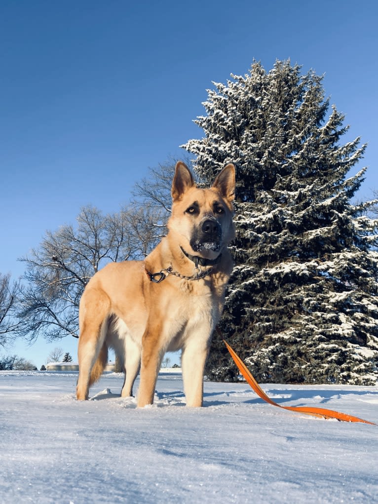 Boban, a German Shepherd Dog and Great Pyrenees mix tested with EmbarkVet.com