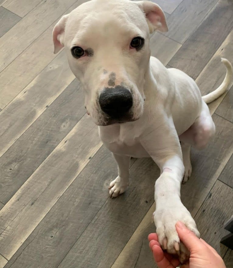 Nova, a Dogo Argentino tested with EmbarkVet.com