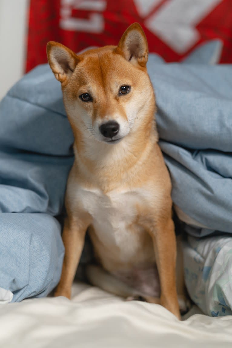 Kyoto, a Shiba Inu tested with EmbarkVet.com