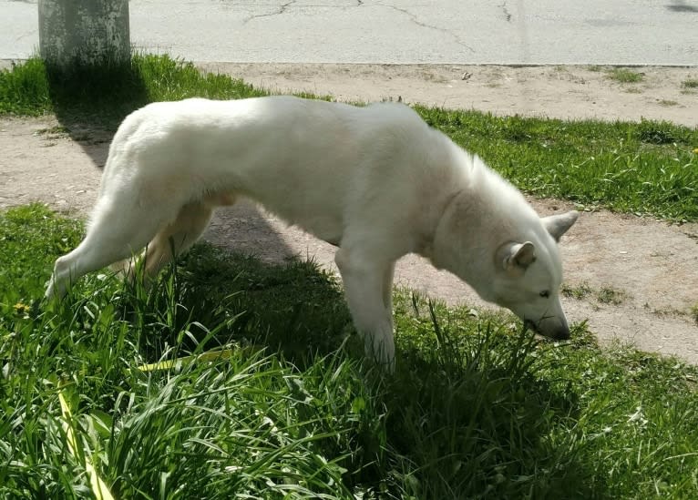 DEMON, a Gerberian Shepsky (5.0% unresolved) tested with EmbarkVet.com