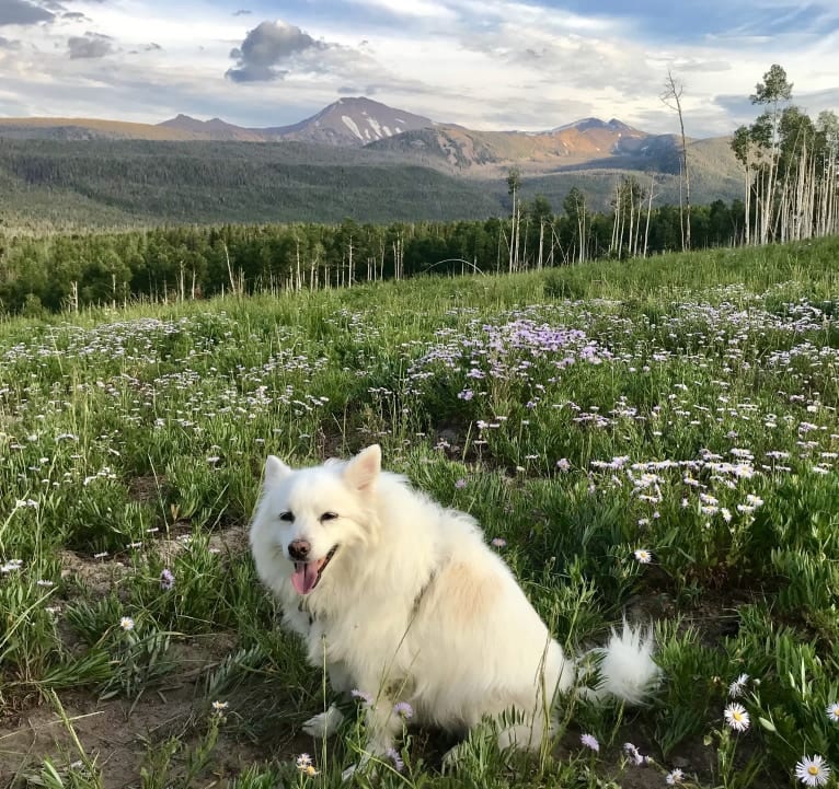 Orion Odell, an American Eskimo Dog tested with EmbarkVet.com