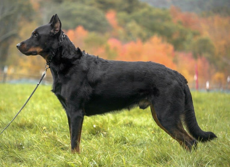 Kenai, a Beauceron tested with EmbarkVet.com