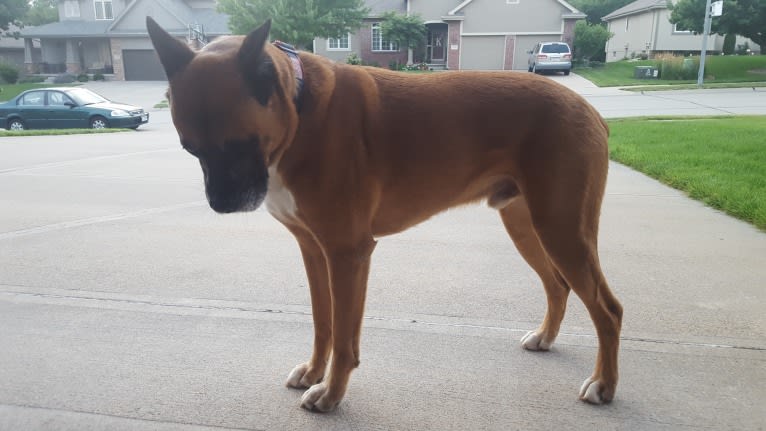 Vadar, a Boxer and Australian Shepherd mix tested with EmbarkVet.com