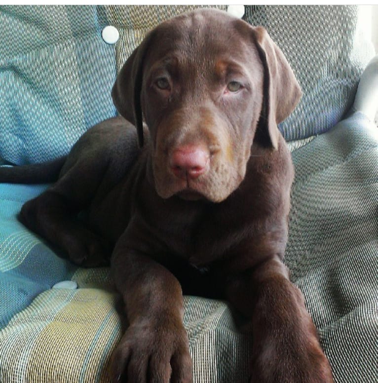 Bruce, a Labrador Retriever (12.5% unresolved) tested with EmbarkVet.com