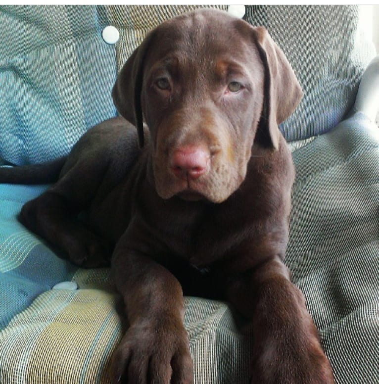 Bruce, a Labrador Retriever (12.5% unresolved) tested with EmbarkVet.com
