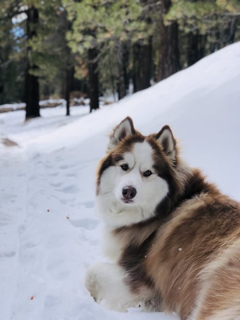 Maizy, a Siberian Husky and Alaskan Malamute mix tested with EmbarkVet.com