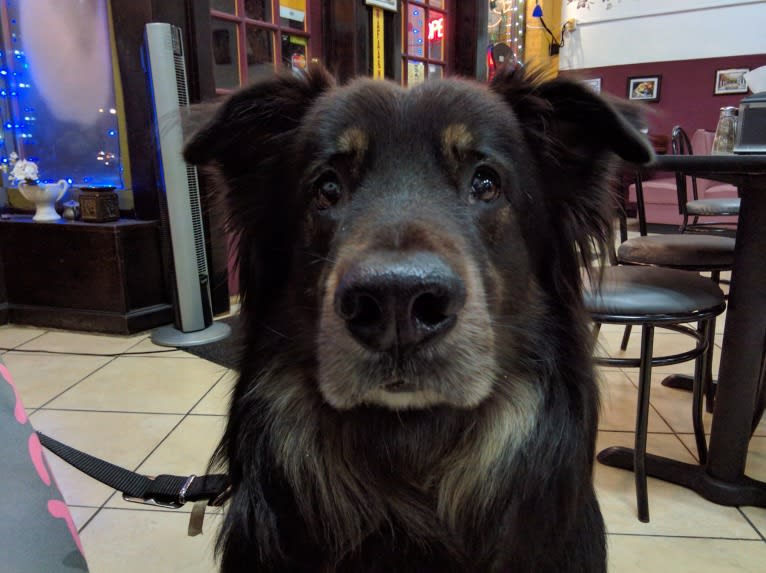 Cooper, a German Shepherd Dog and Golden Retriever mix tested with EmbarkVet.com