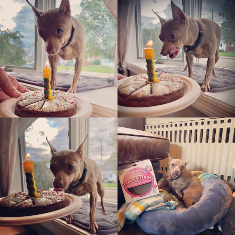 Roo, a Miniature Pinscher tested with EmbarkVet.com