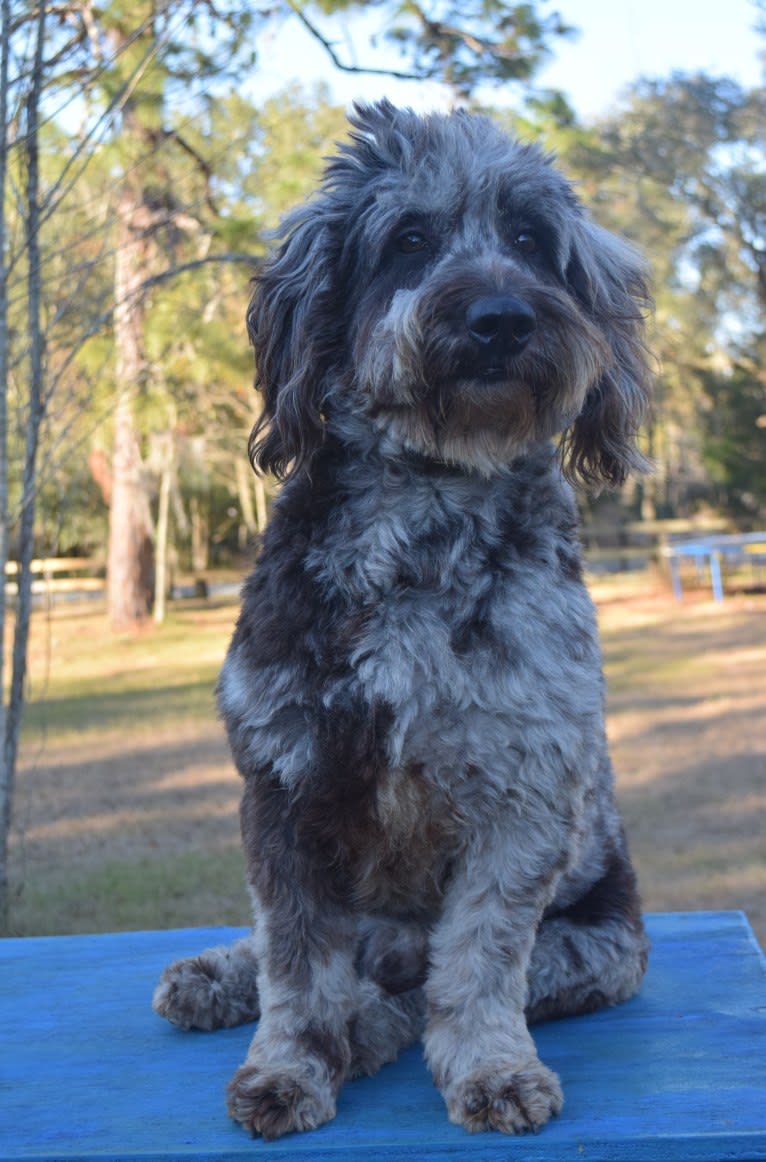 Scribbles, a Goldendoodle tested with EmbarkVet.com