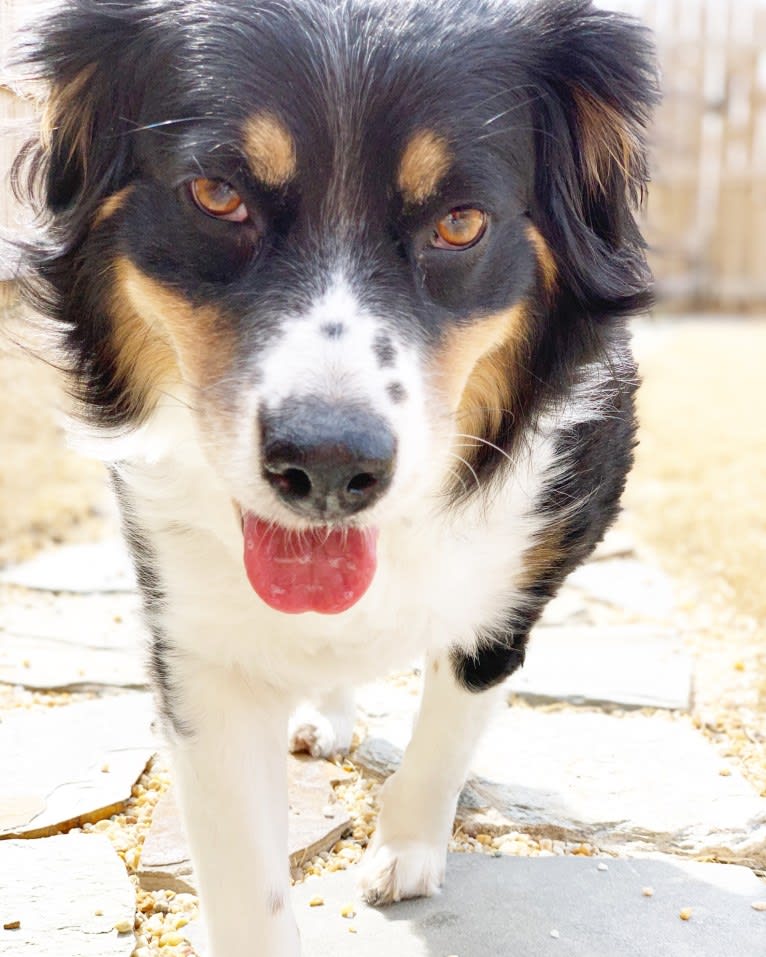 Scarlett, a Brittany and Australian Shepherd mix tested with EmbarkVet.com