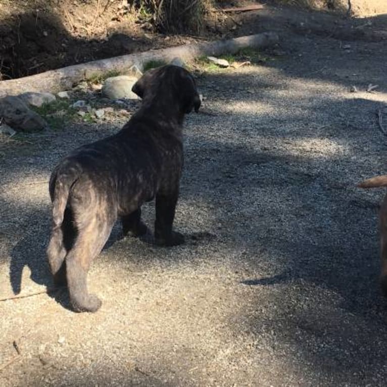 Dwight, a Labrador Retriever and Poodle (Standard) mix tested with EmbarkVet.com