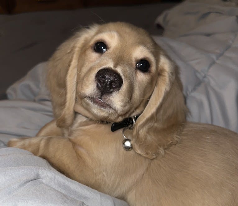 Amadeus, a Dachshund tested with EmbarkVet.com